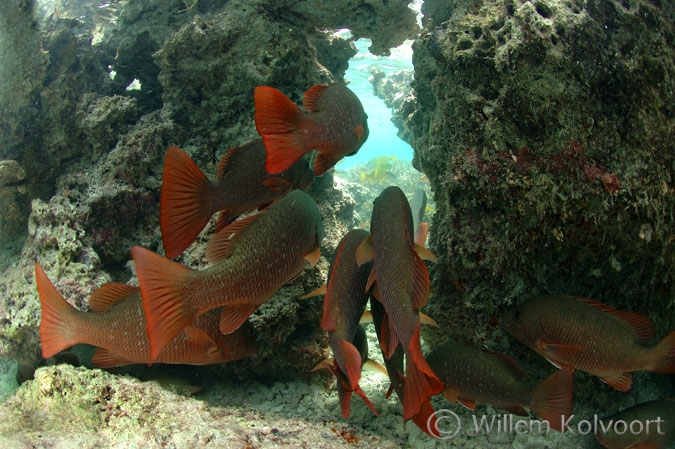 Mangroven jacks ( Lutjanus argentimaculatus ) in de getijdestroom