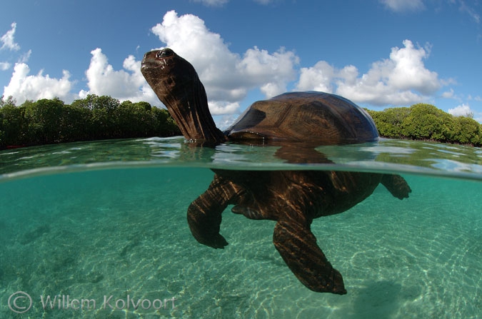 Aldabraschildpad ( Aldabrachelis gigantea ) in de lagune