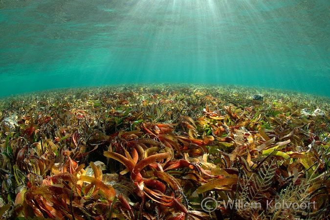 Seagrass-landscape