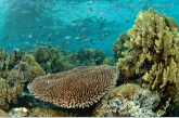 Coral-reef inside the Aldabra-lagoon