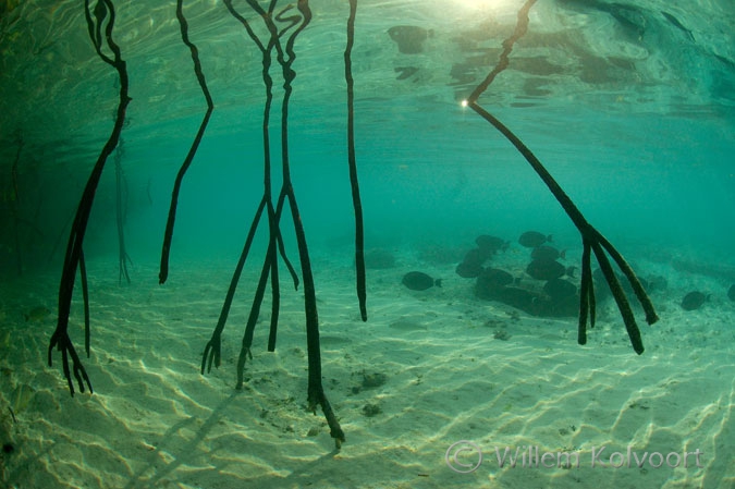 Surgeon-fishes and mangrove-roots
