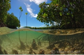 Mangroves