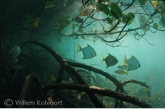 Silver moony ( Monodactylus argenteus ) in the mangrove