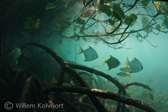 Zilverbladvissen ( Monodactylus argenteus ) in de mangroven