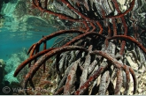 Roots of the red mangrove