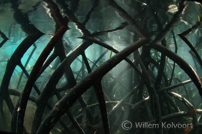 Wortels van de zwarte mangrove