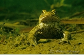 Gewone pad ( Bufo bufo ) in dreighouding.