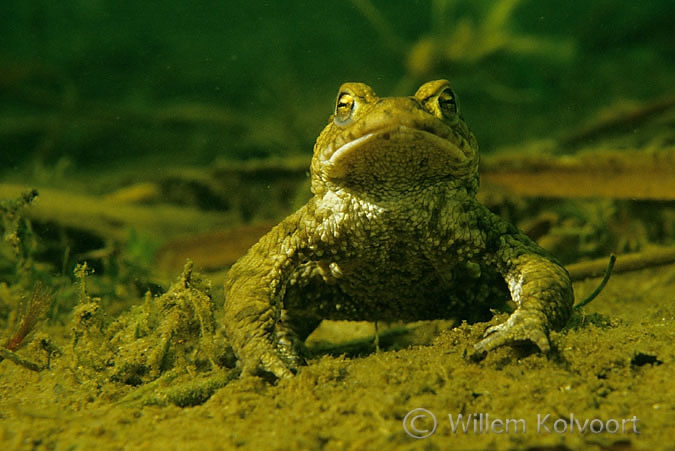 Gewone pad ( Bufo bufo ) in dreighouding.