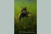 Common toad ( Bufo bufo )