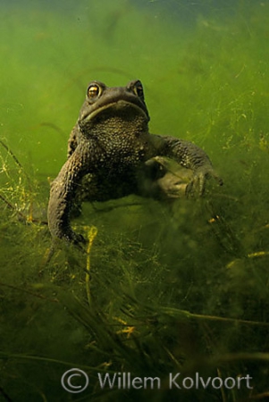 Gewone pad ( Bufo bufo ) in dreighouding.