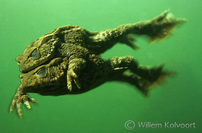 Gewone padden ( Bufo bufo ) in klemhouding.