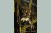 Common toads in mating time ( Bufo bufo )