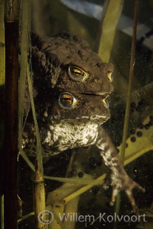 Gewone padden ( Bufo bufo ) in klemhouding.