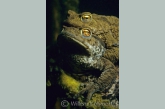 Common toads in mating time ( Bufo bufo )