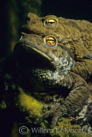 Gewone padden ( Bufo bufo ) in klemhouding.