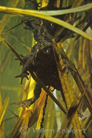 Eieren afzettende gewone padden ( Bufo bufo ) .