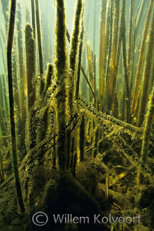 Eggs from the common toad ( Bufo bufo )