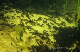 Larvae from the common toad ( Bufo bufo )