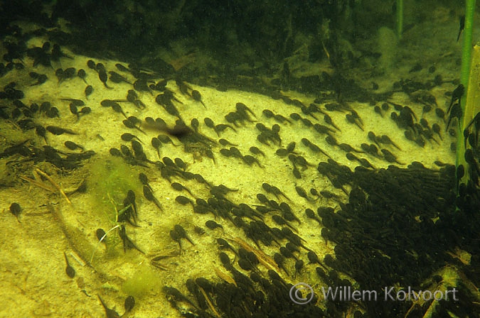 Larven van de gewone pad ( Bufo bufo ).