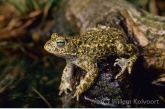 Rugstreeppad ( Bufo calamita ). 