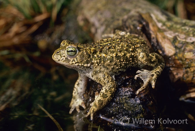 Rugstreeppad ( Bufo calamita ). 