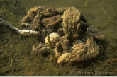 Clew of mating common toads ( Bufo bufo )