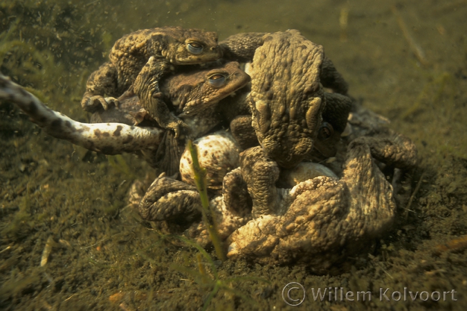 Paddenkluwen ( Bufo bufo ).