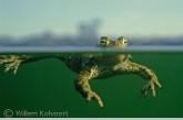 Natterjack toad on the watersurface ( Bufo calamita )