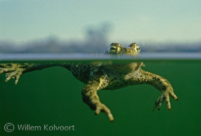 Rugstreeppad ( Bufo calamita ) aan de waterspiegel.