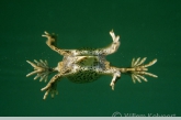 Natterjack toad ( Bufo calamita )