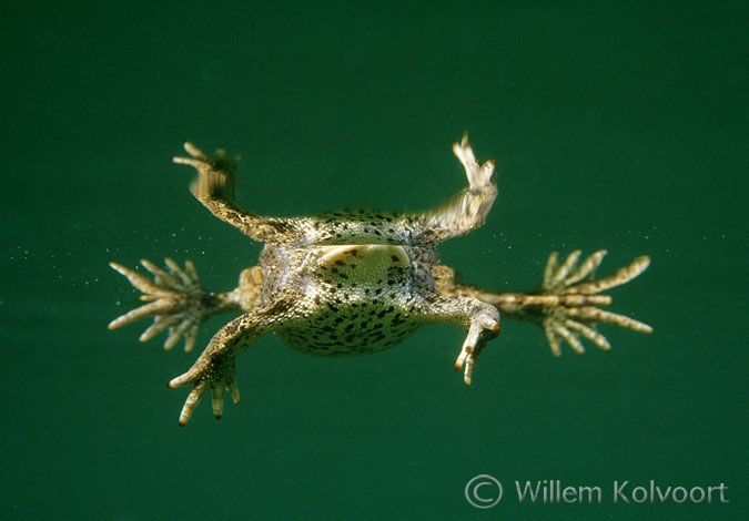 Rugstreeppad ( Bufo calamita ) met spiegelbeeld.