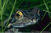 Bruine kikker ( Rana temporaria ).