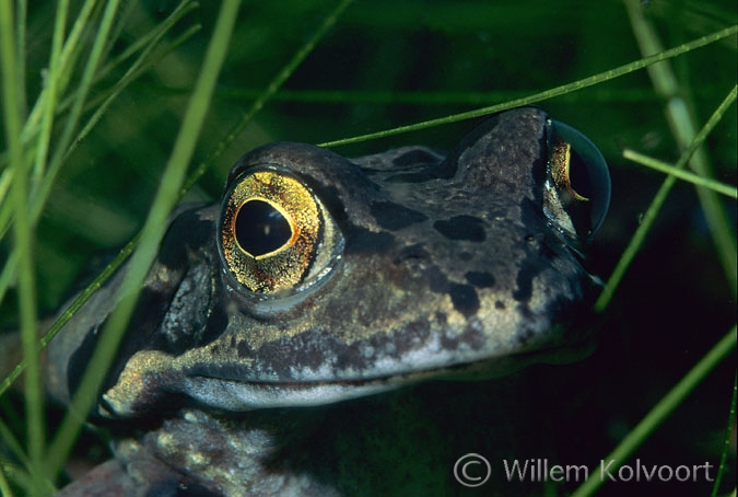 Bruine kikker ( Rana temporaria ).