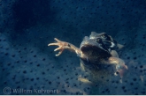 Common frogs mating among the eggs ( Rana temporaria )