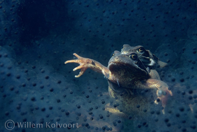 Common frogs mating among the eggs ( Rana temporaria )