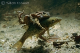 Common frog ( Rana temporaria )clasps a barbel ( Barbus barbus )