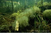 Eggs from the common frog ( Rana temporaria )