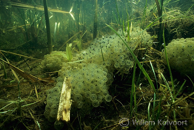 Eitjes van de bruine kikker ( Rana temporaria ).