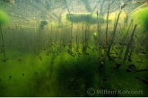 Larvae from the common frog ( Rana temporaria )