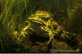 Edible frogs ( Rana esculenta )