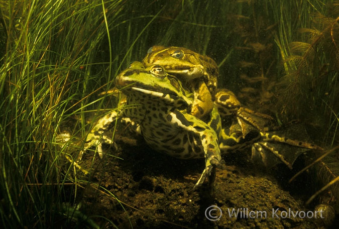 Groene kikkers in klem houding ( Rana esculenta ).