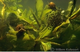 Eggs from the edible frog ( Rana esculenta )