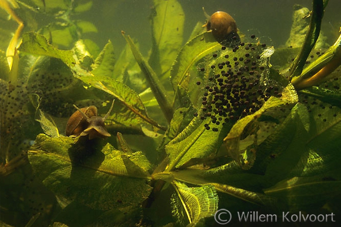 Eitjes van de groene kikker ( Rana esculenta ).