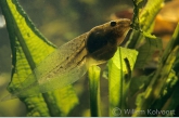 Larvae from the edible frog ( Rana esculenta )