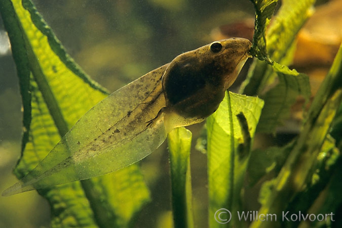 Larve van de groene kikker ( Rana esculenta ).