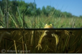 Poelkikker aan de waterspiegel ( Pelophylax lessonae ).