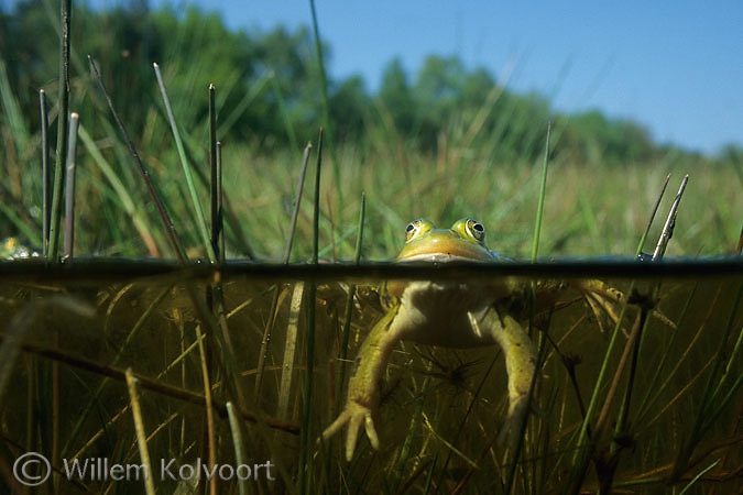 Poelkikker aan de waterspiegel ( Pelophylax lessonae ).