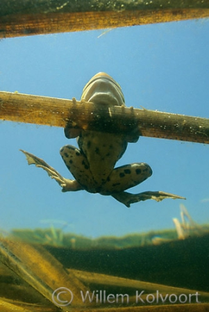 Poelkikker  ( Pelophylax lessonae ) aan blad lisdodde.