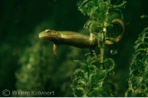 Smooth newt ( Triturus vulgaris ) female