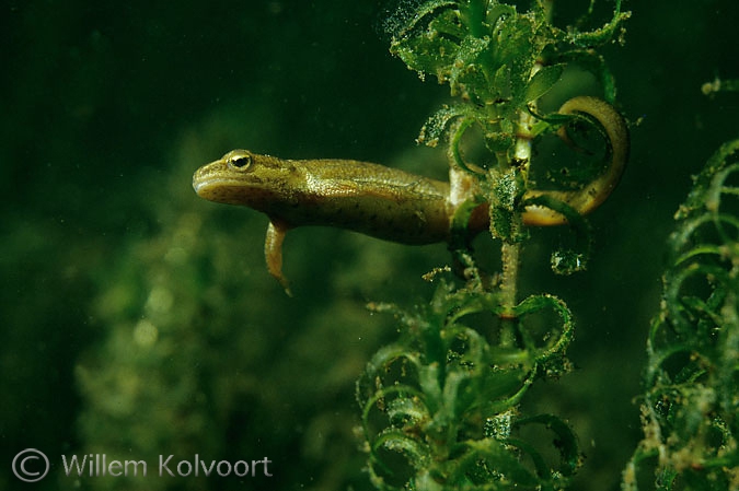 Kleine watersalamander ( Triturus vulgaris ) vrouwtje.